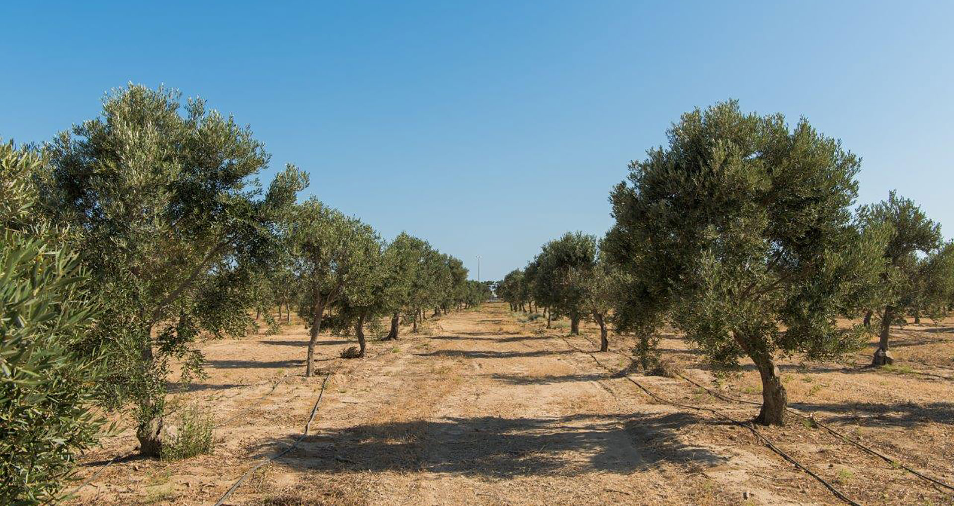 Olive and olive oil