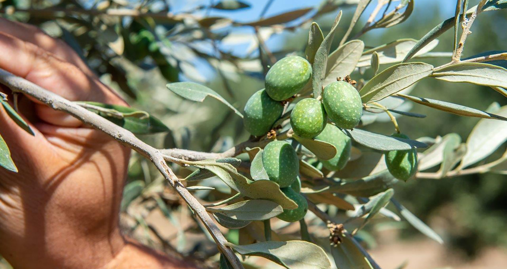 Olive and olive oil