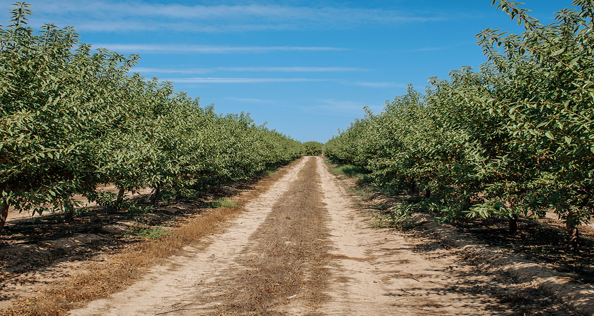Almond