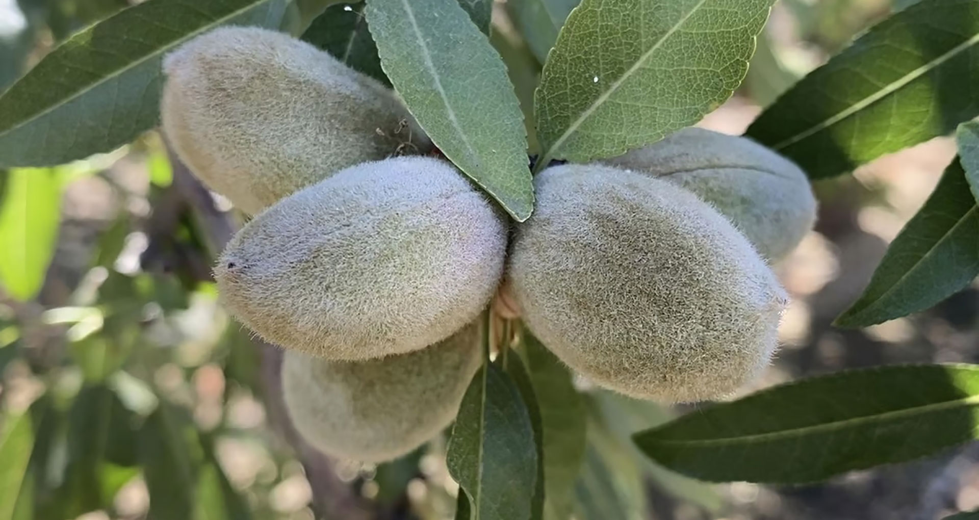 Almond