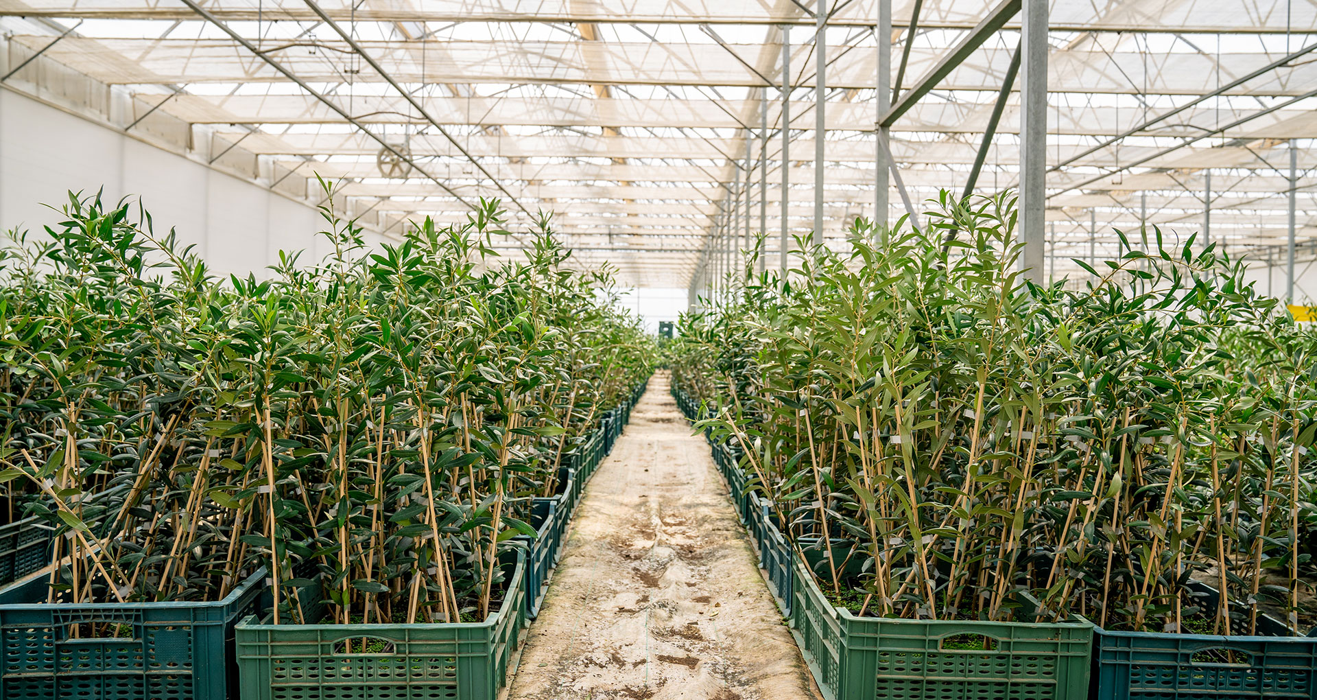 Seedlings and rootstocks