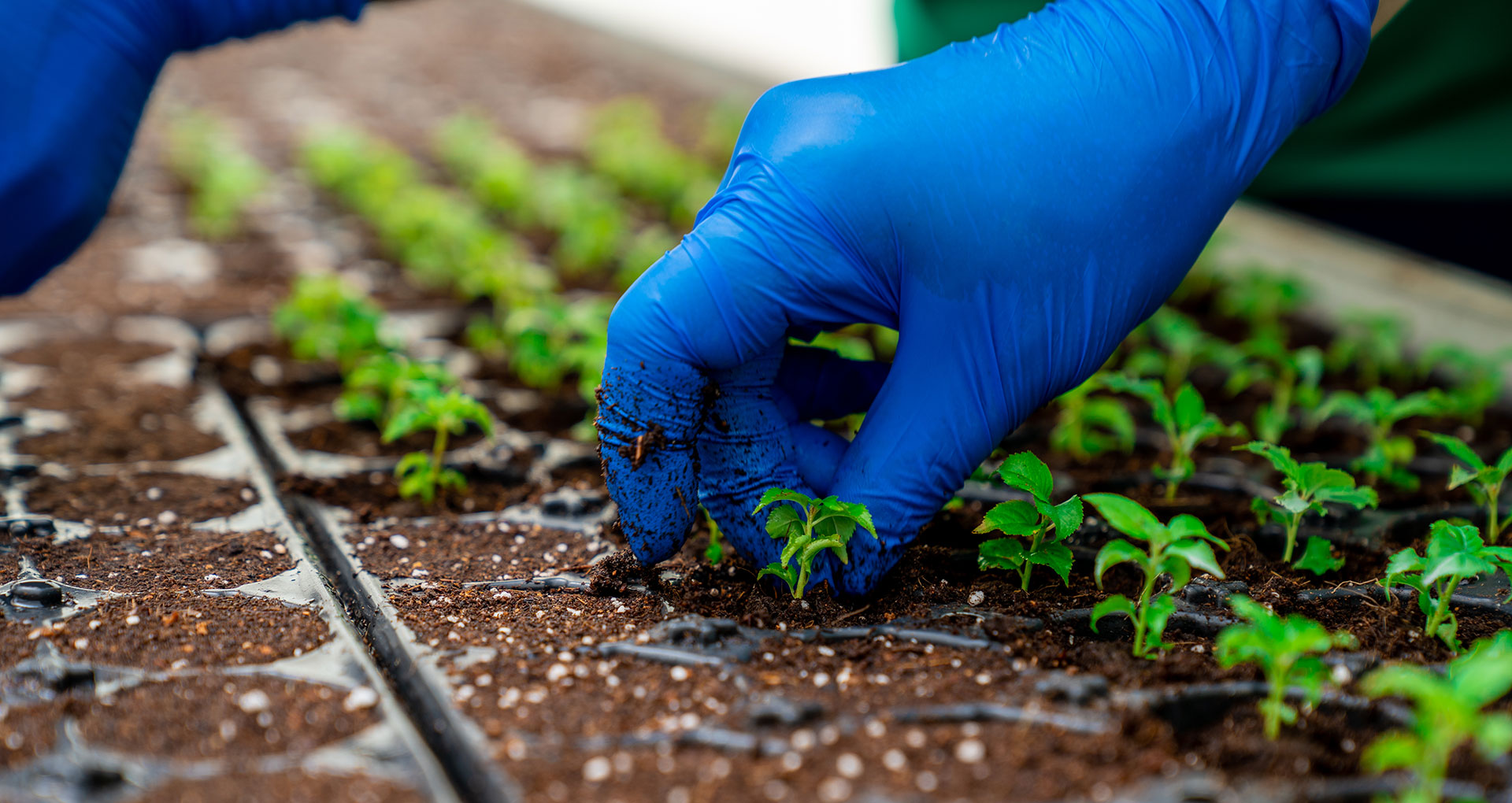 Seedlings and rootstocks