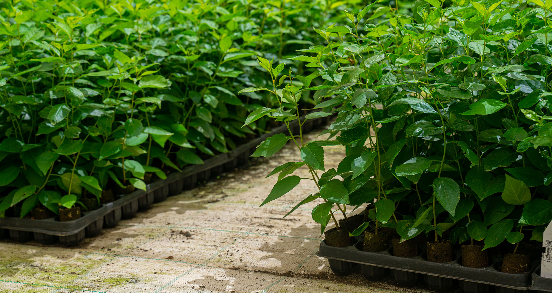 Seedlings and rootstocks