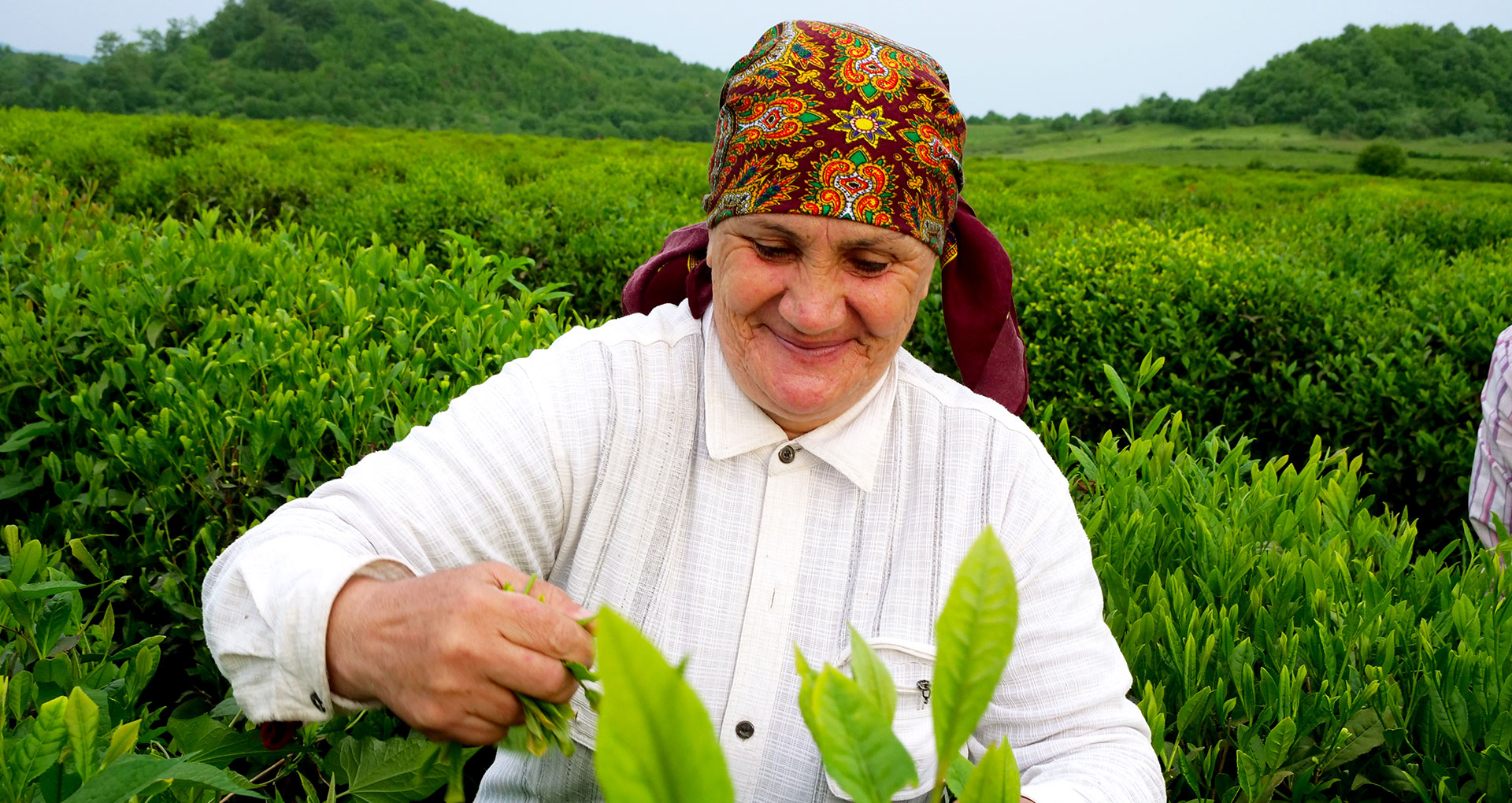 Tea