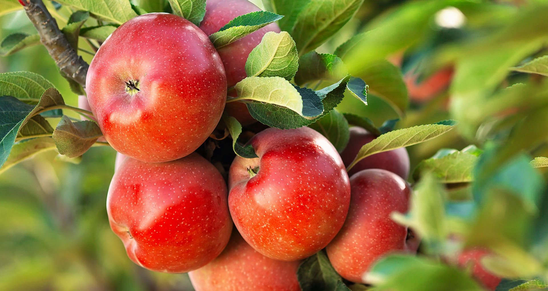 The Positive Effect of Apples on the Organism