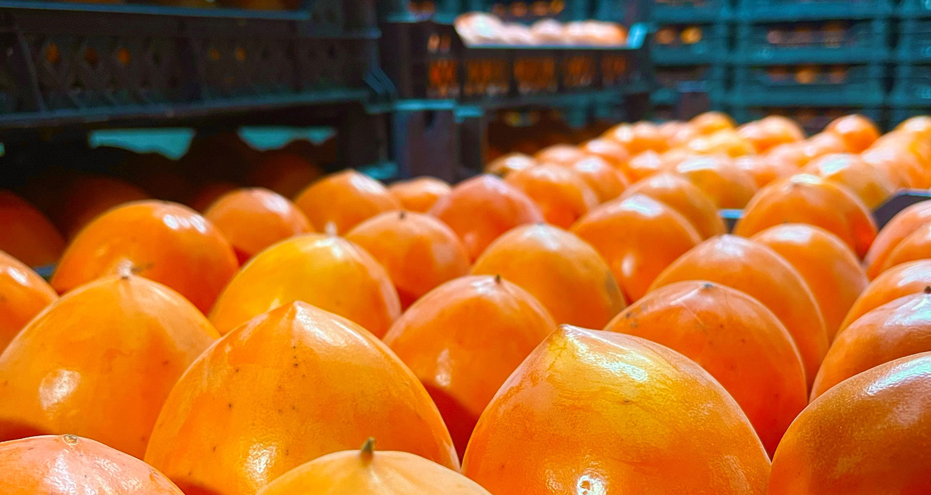 Persimmon